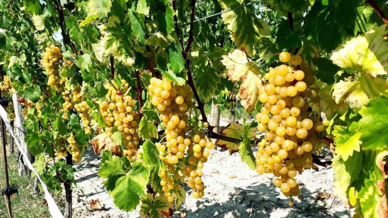 בית הארחה Gračišče 	Wine House Rakar מראה חיצוני תמונה